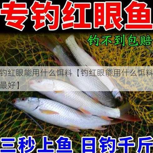 钓红眼能用什么饵料【钓红眼能用什么饵料最好】