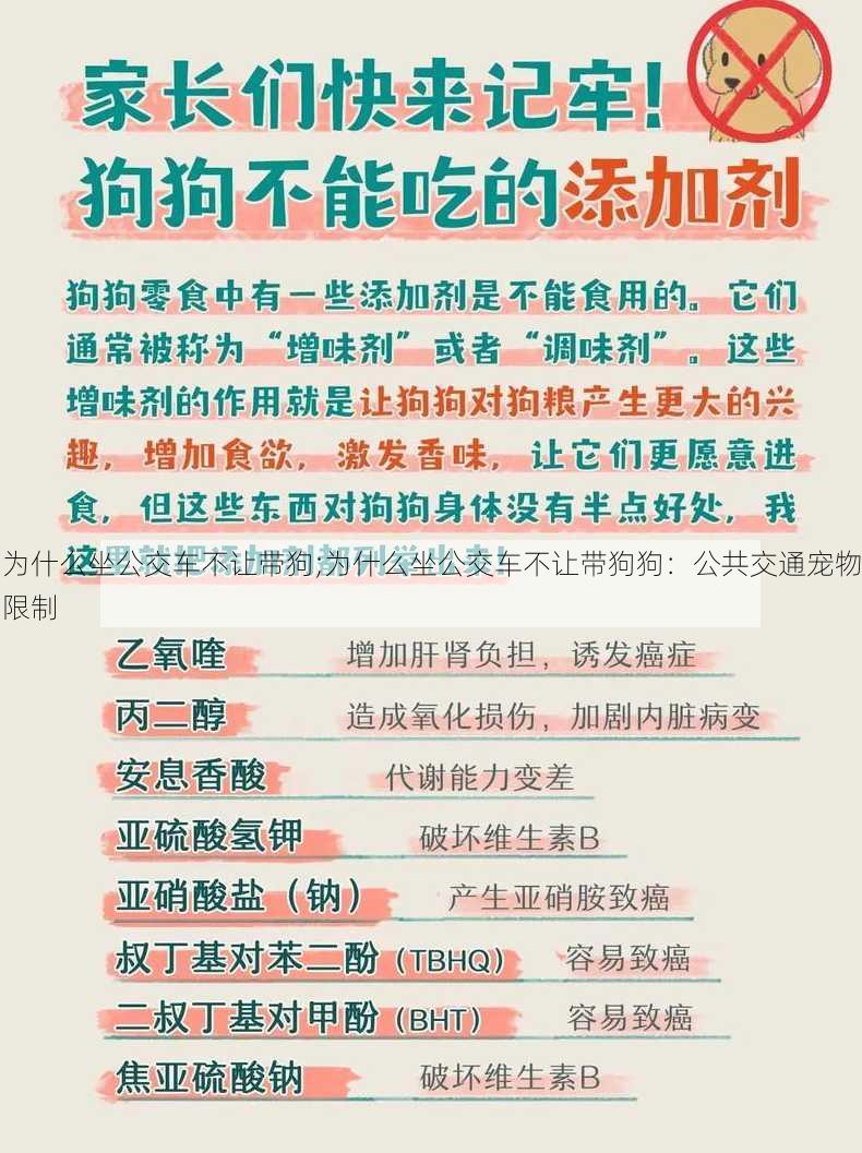 为什么坐公交车不让带狗;为什么坐公交车不让带狗狗：公共交通宠物限制