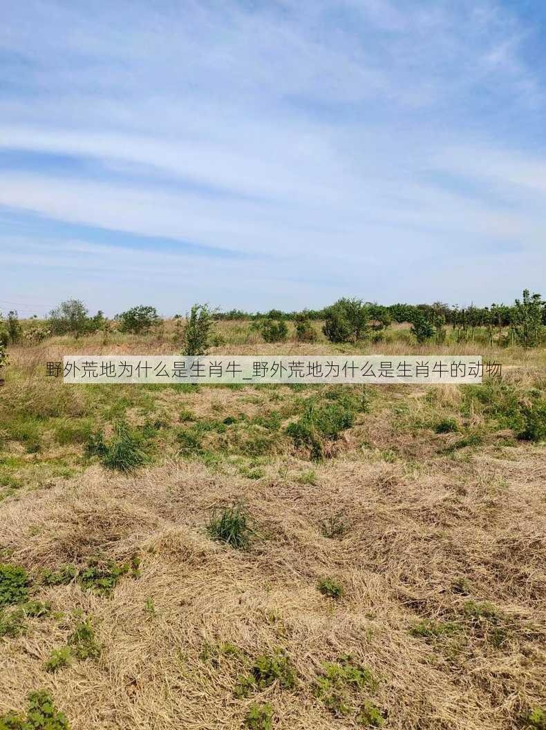 野外荒地为什么是生肖牛_野外荒地为什么是生肖牛的动物