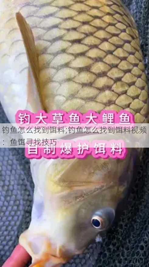 钓鱼怎么找到饵料;钓鱼怎么找到饵料视频：鱼饵寻找技巧