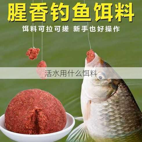 活水用什么饵料