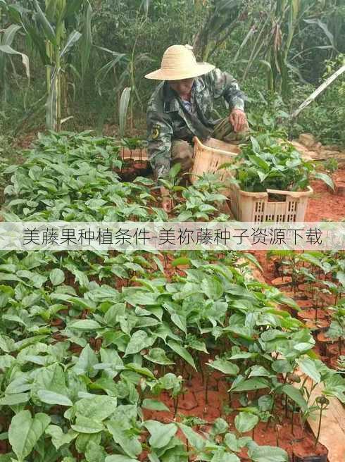 美藤果种植条件-美祢藤种子资源下载