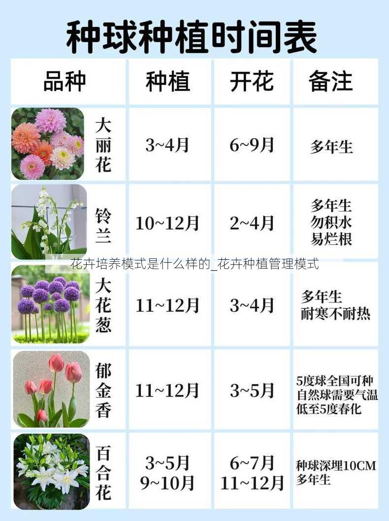 花卉培养模式是什么样的_花卉种植管理模式