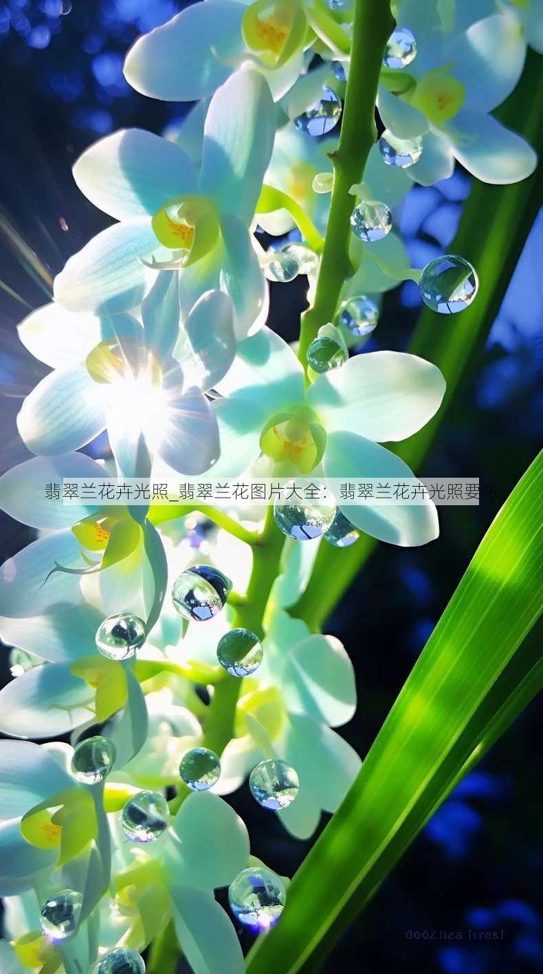 翡翠兰花卉光照_翡翠兰花图片大全：翡翠兰花卉光照要求