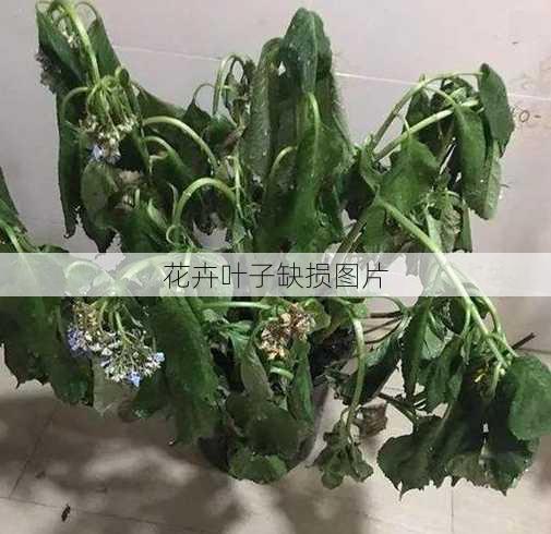 花卉叶子缺损图片