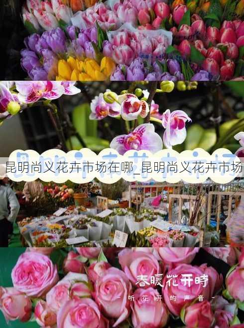 昆明尚义花卉市场在哪_昆明尚义花卉市场