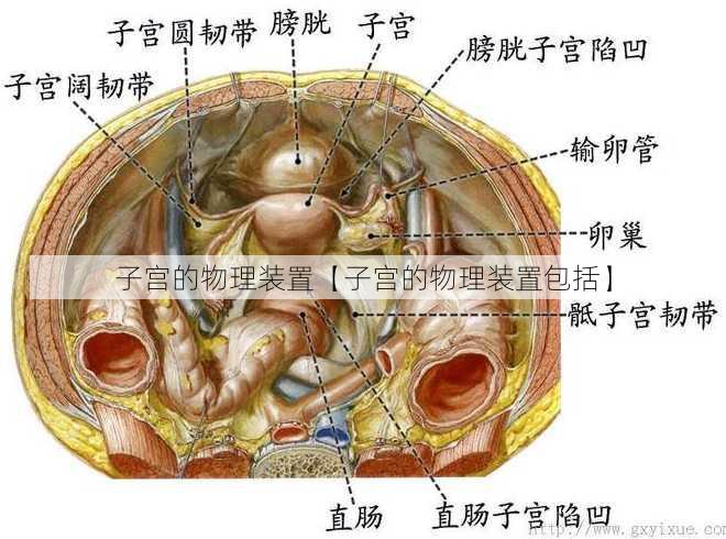 子宫的物理装置【子宫的物理装置包括】