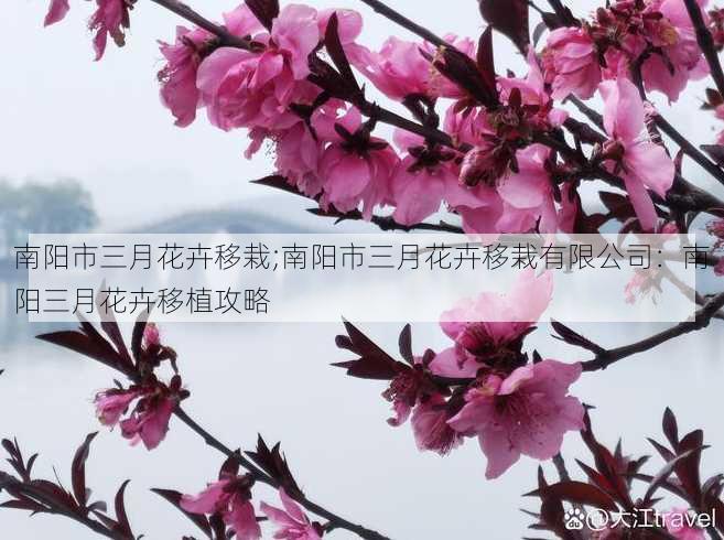 南阳市三月花卉移栽;南阳市三月花卉移栽有限公司：南阳三月花卉移植攻略