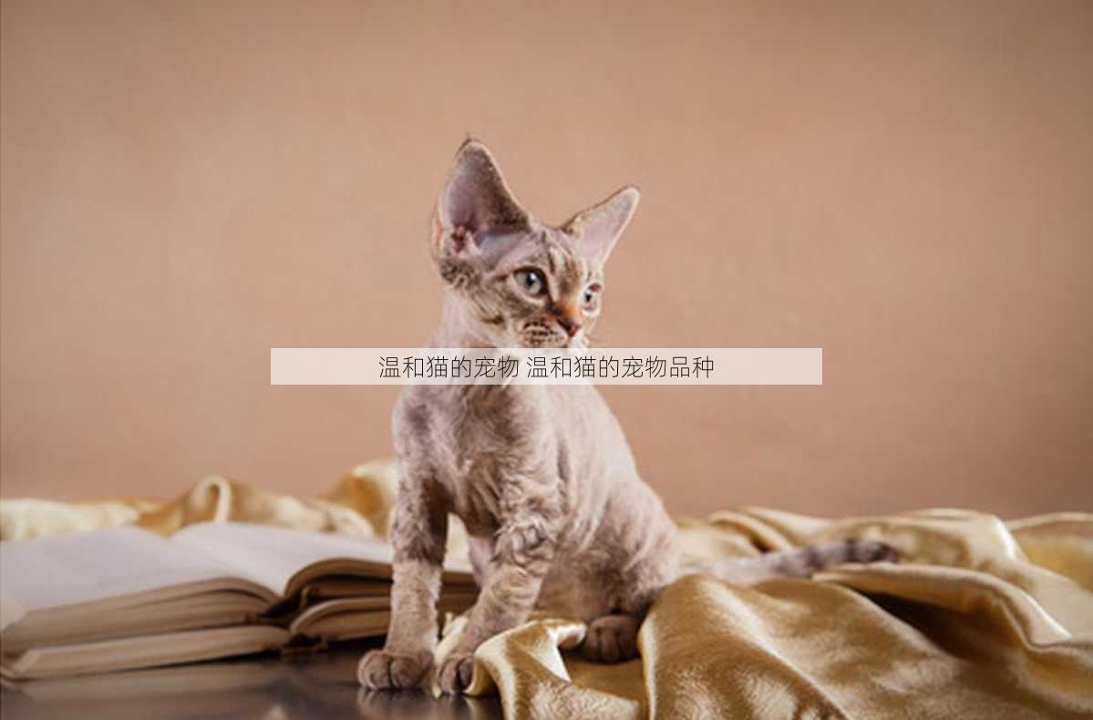 温和猫的宠物 温和猫的宠物品种