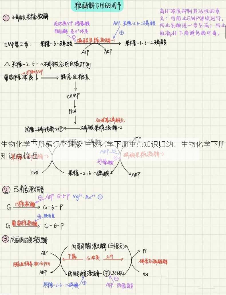 生物化学下册笔记整理版 生物化学下册重点知识归纳：生物化学下册知识点梳理