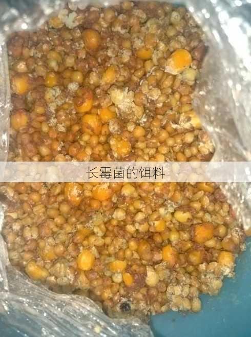 长霉菌的饵料