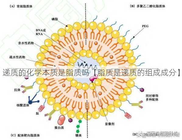 递质的化学本质是脂质吗【脂质是递质的组成成分】