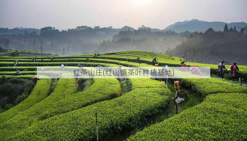 红茶山庄(红山镇茶叶种植基地)