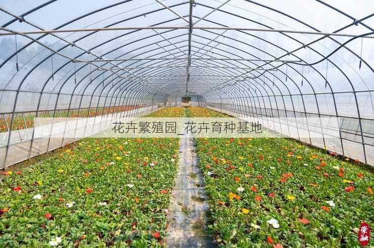 花卉繁殖园_花卉育种基地