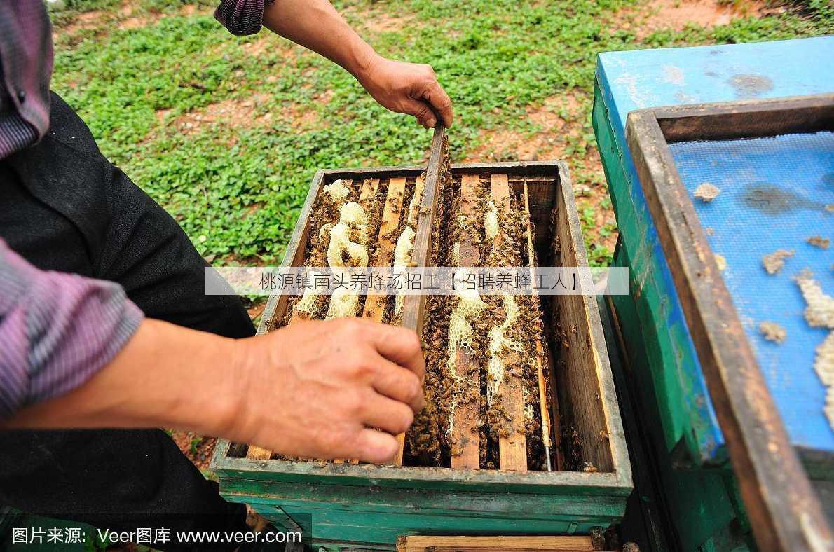 桃源镇南头养蜂场招工【招聘养蜂工人】