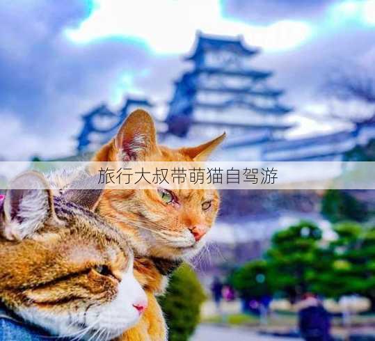 旅行大叔带萌猫自驾游