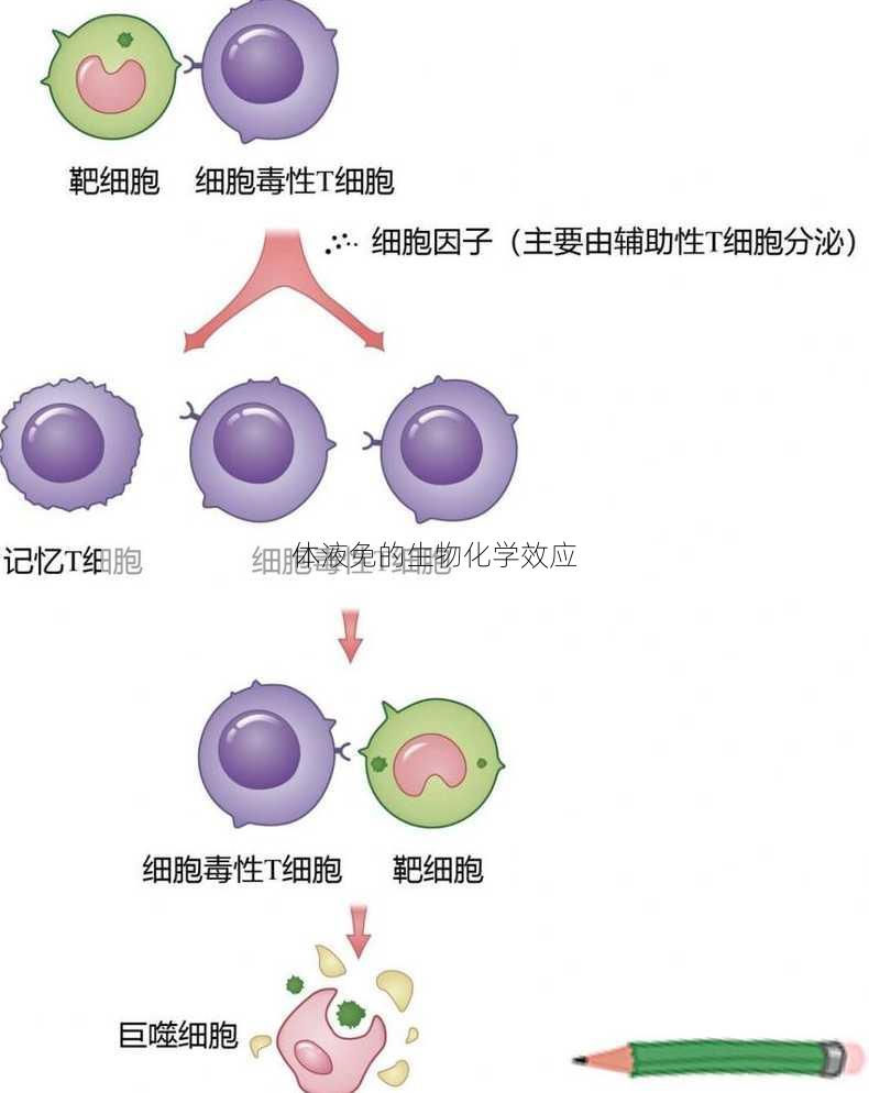 体液免的生物化学效应