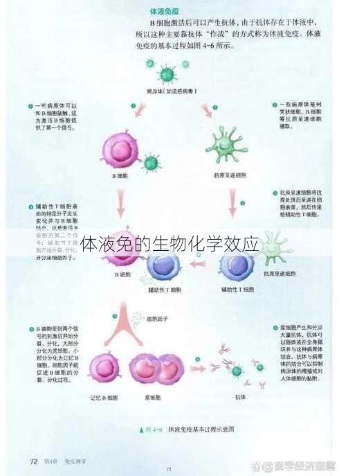 体液免的生物化学效应