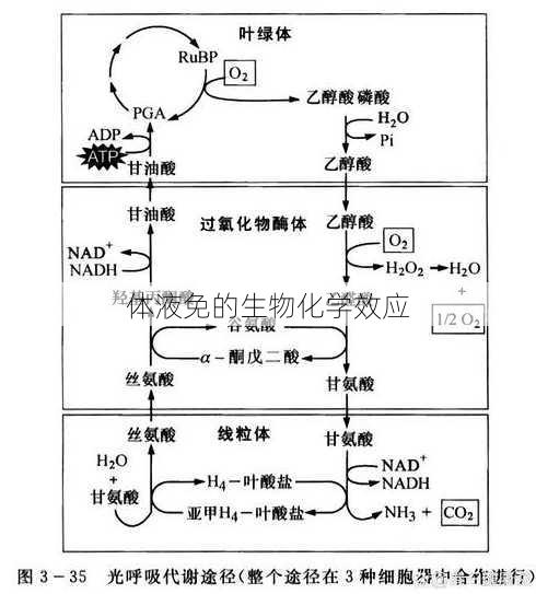 体液免的生物化学效应