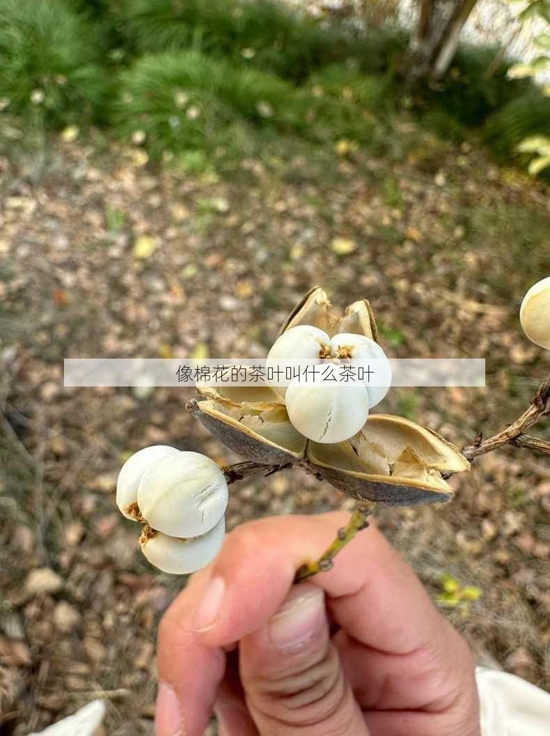 像棉花的茶叶叫什么茶叶