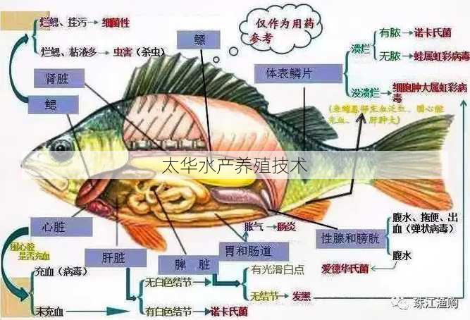 太华水产养殖技术