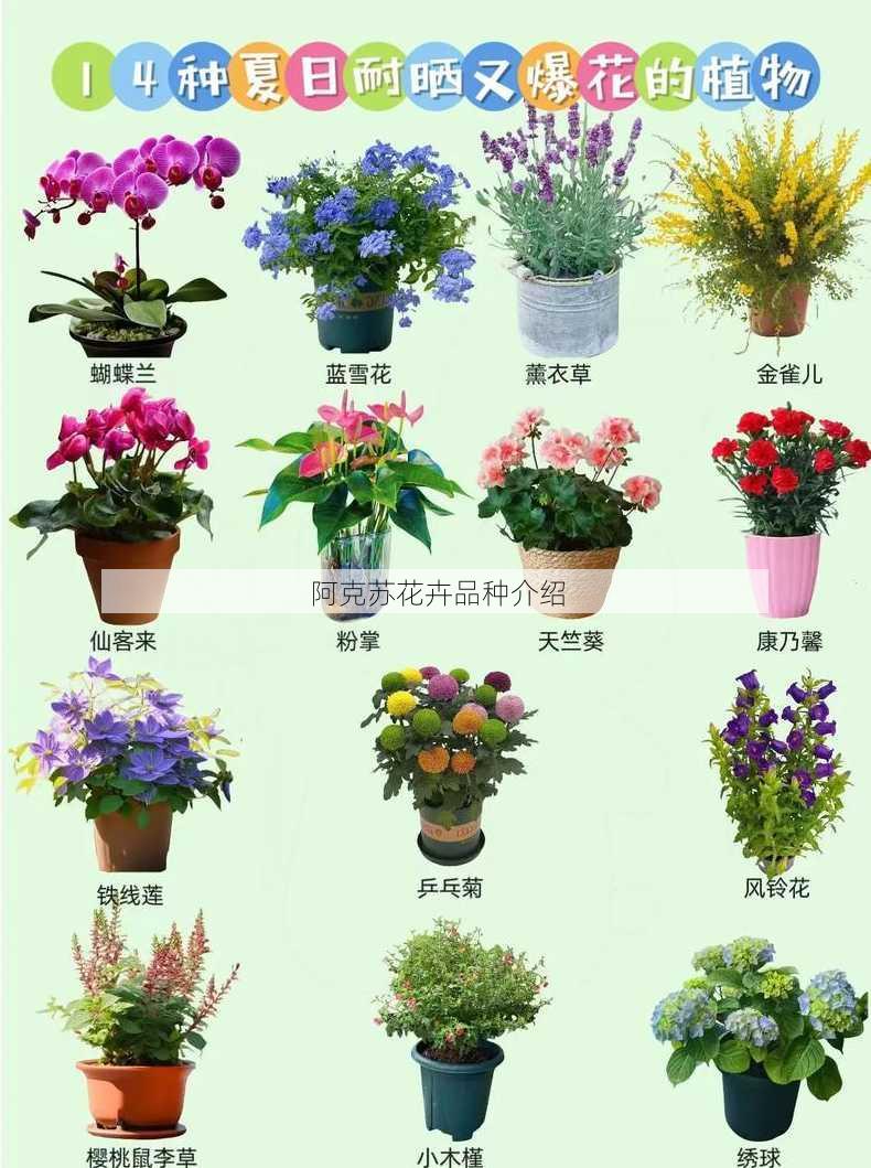 阿克苏花卉品种介绍