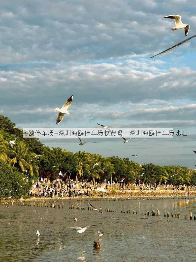 深圳海鸥停车场—深圳海鸥停车场收费吗：深圳海鸥停车场地址