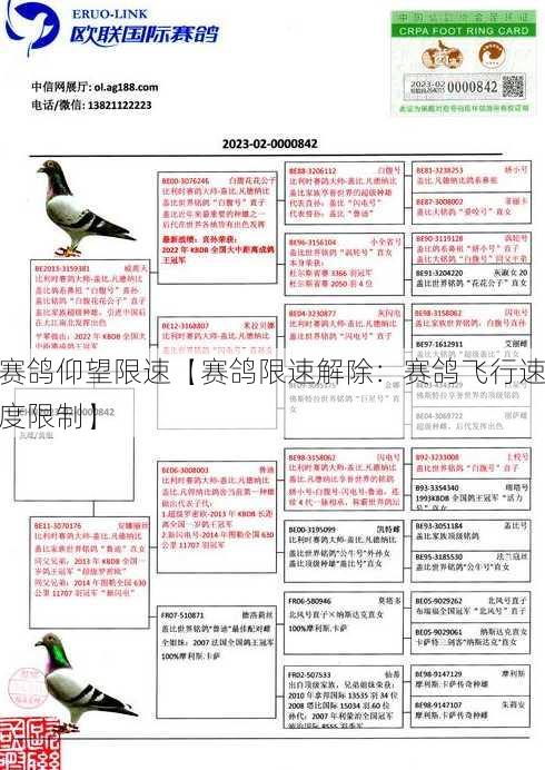 赛鸽仰望限速【赛鸽限速解除：赛鸽飞行速度限制】