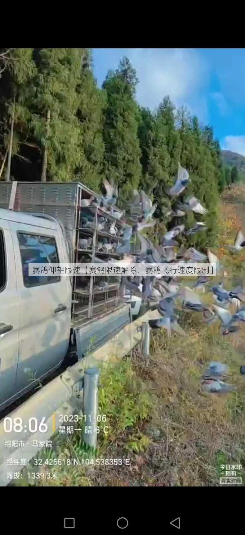 赛鸽仰望限速【赛鸽限速解除：赛鸽飞行速度限制】