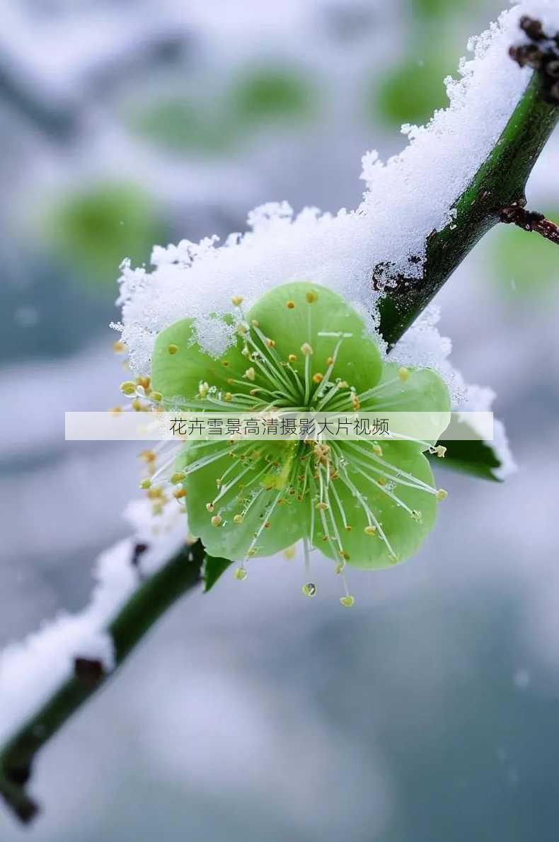 花卉雪景高清摄影大片视频