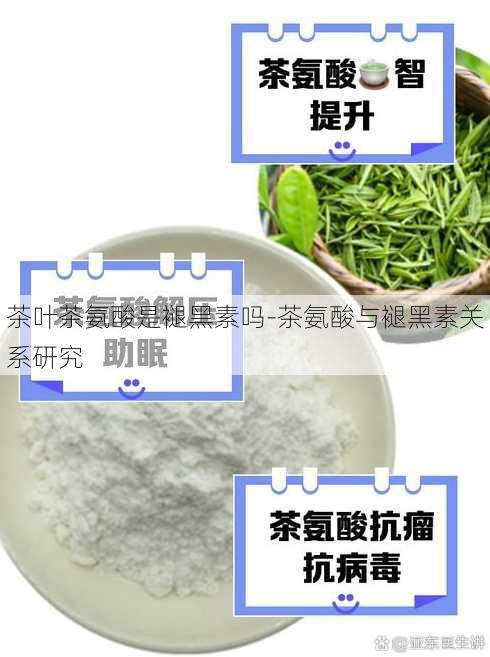 茶叶茶氨酸是褪黑素吗-茶氨酸与褪黑素关系研究