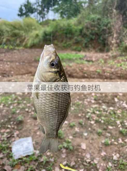 苹果最佳收获与钓鱼时机