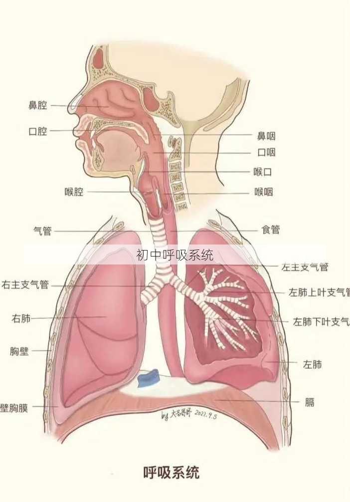 初中呼吸系统