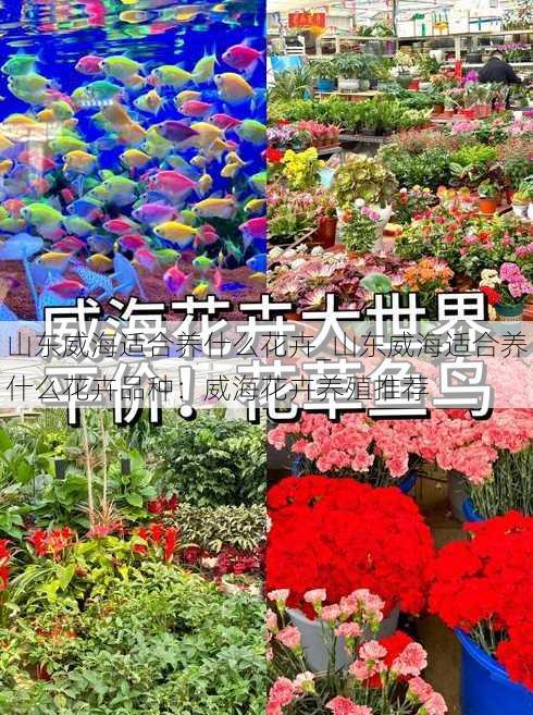 山东威海适合养什么花卉_山东威海适合养什么花卉品种：威海花卉养殖推荐