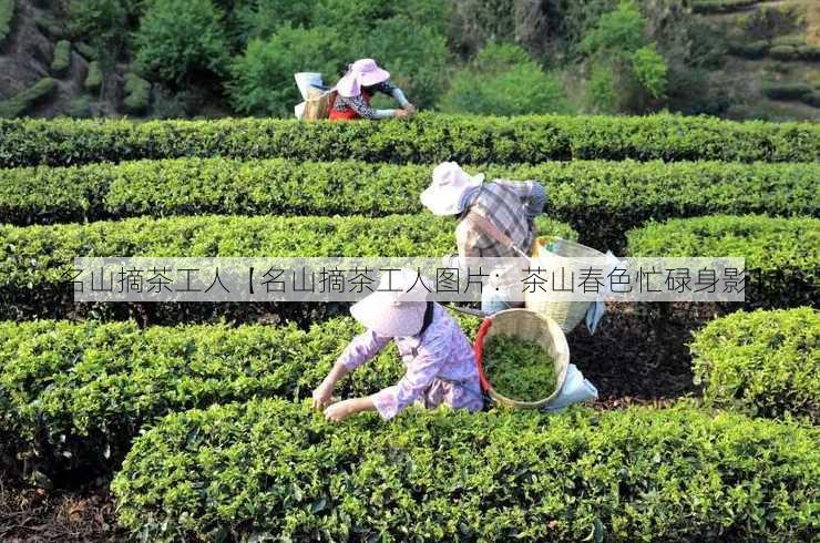 名山摘茶工人【名山摘茶工人图片：茶山春色忙碌身影】