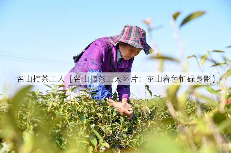 名山摘茶工人【名山摘茶工人图片：茶山春色忙碌身影】